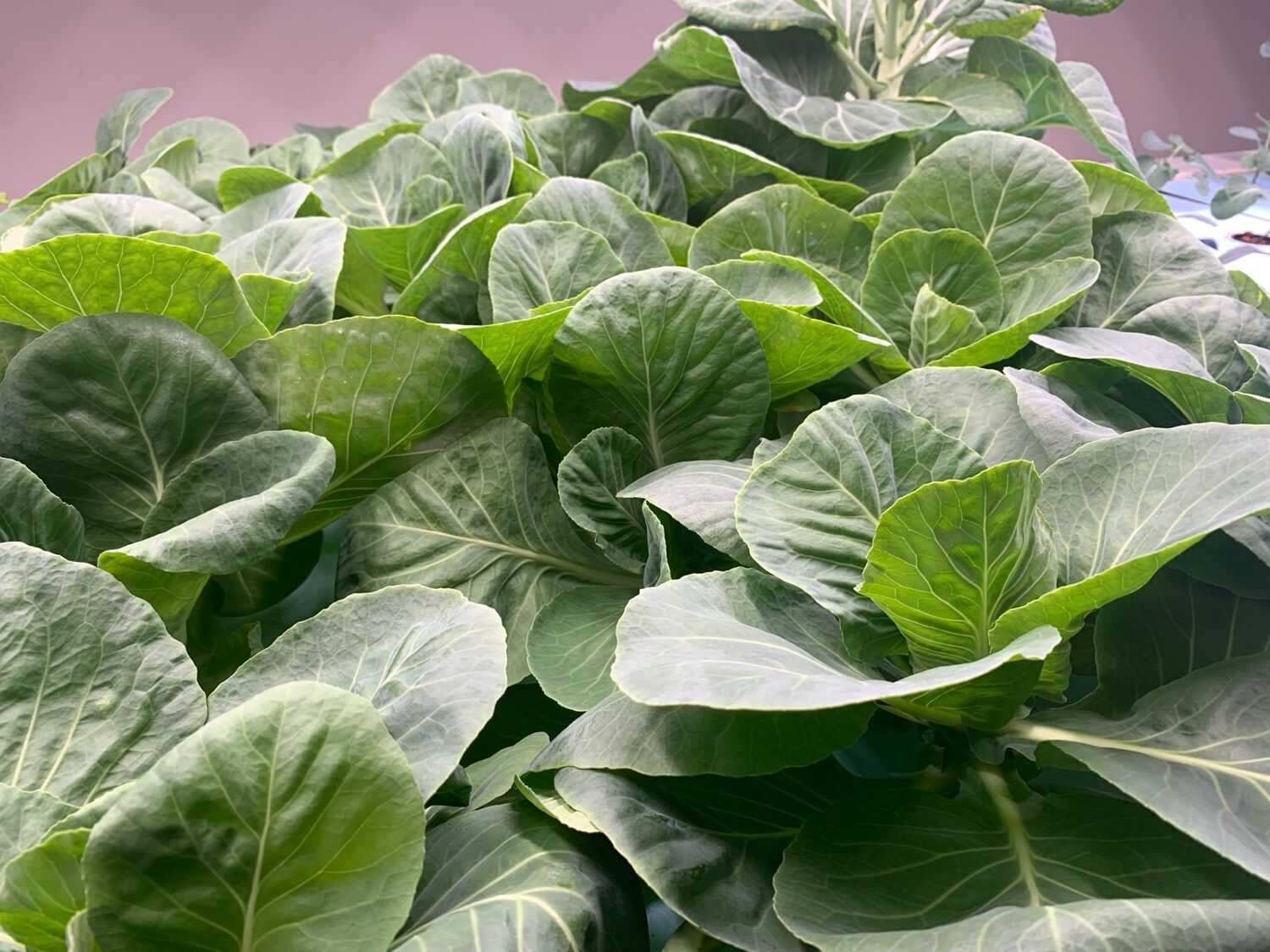 Close-up of fresh green lettuce leaves