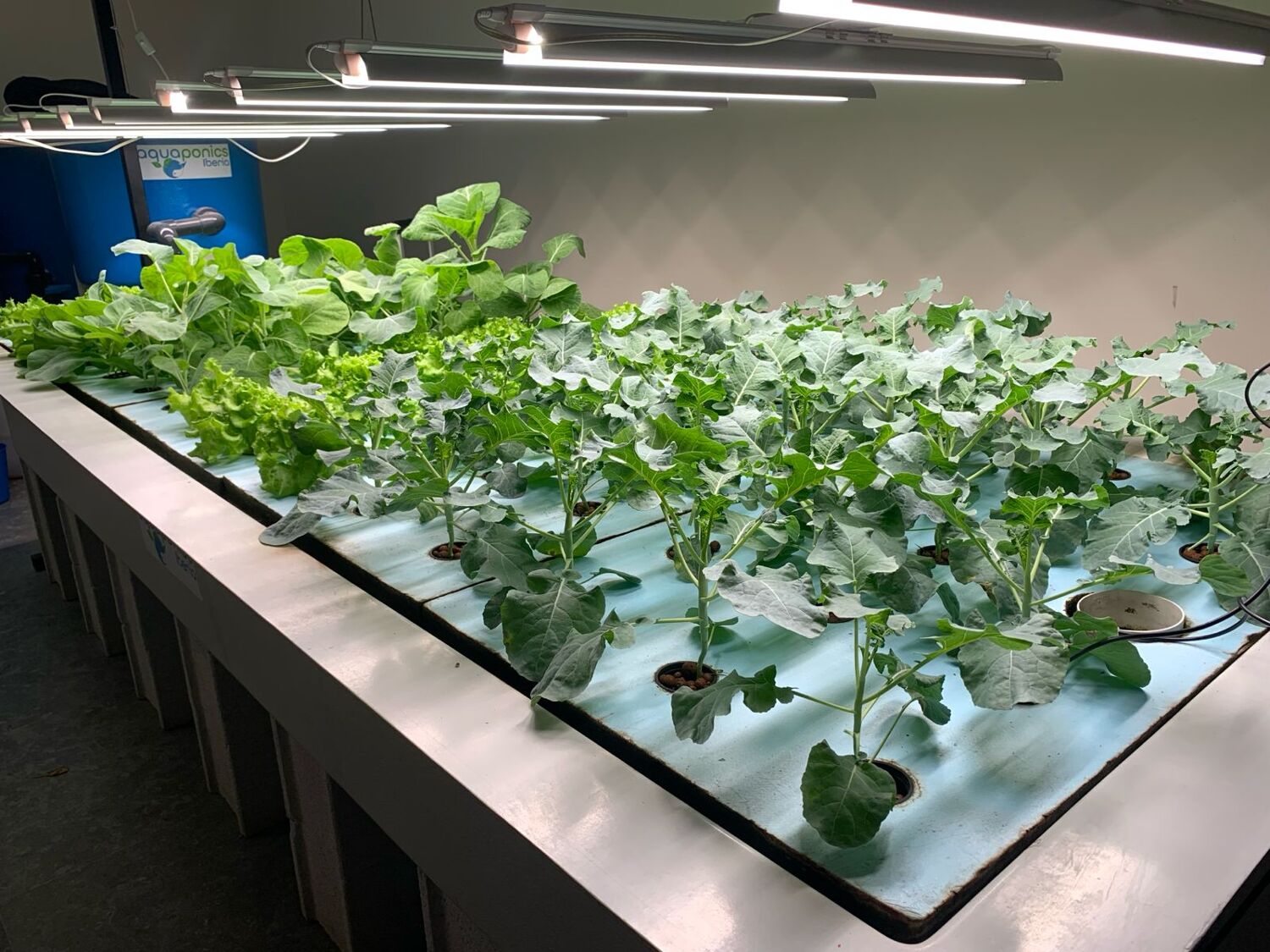 Media bed aquaponic system with growing plants