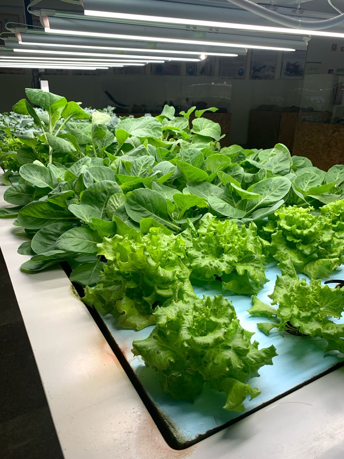 Fresh basil and herbs growing in aquaponics