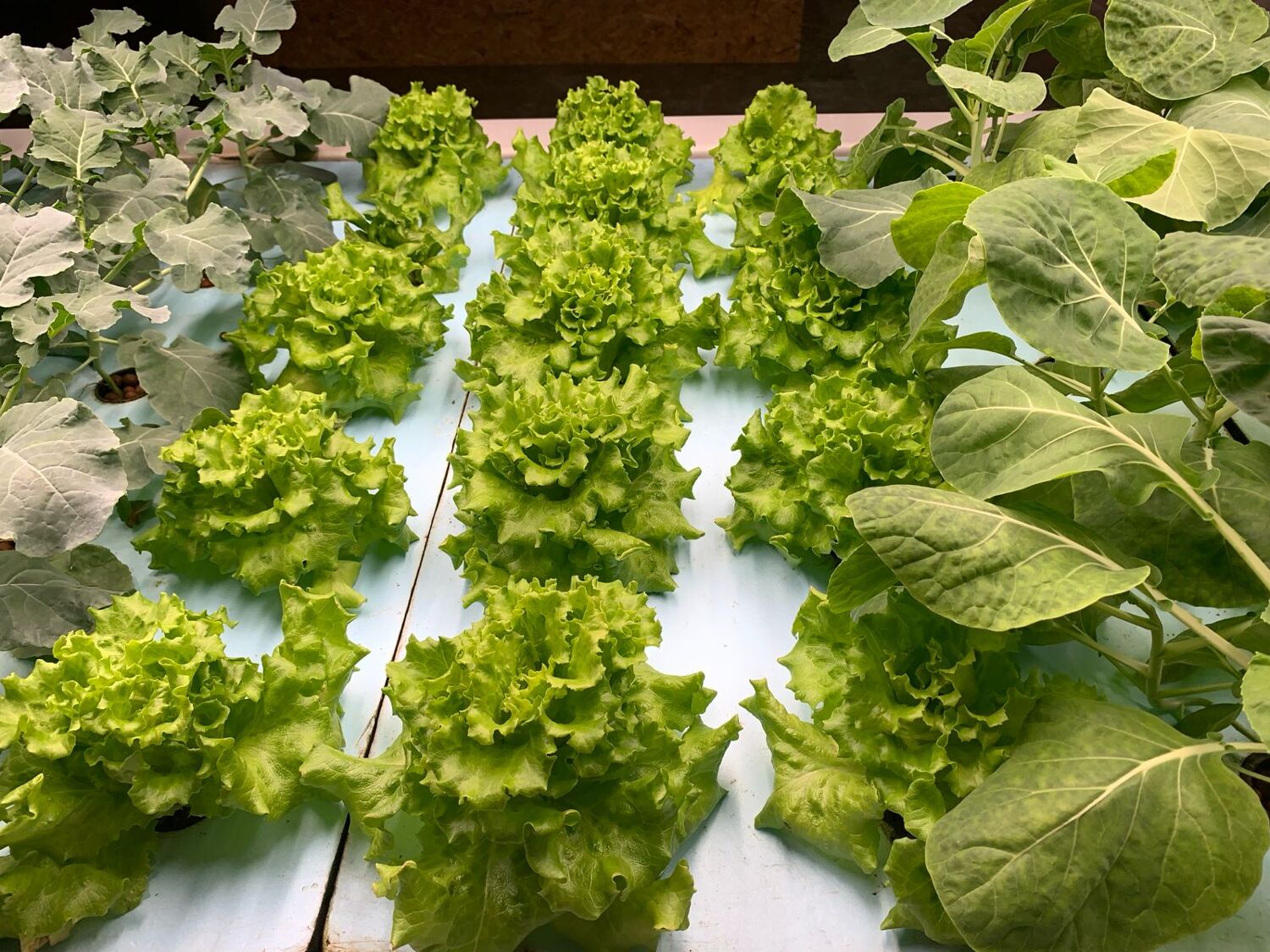 Aquaponic dome system with integrated fish and plant growing areas
